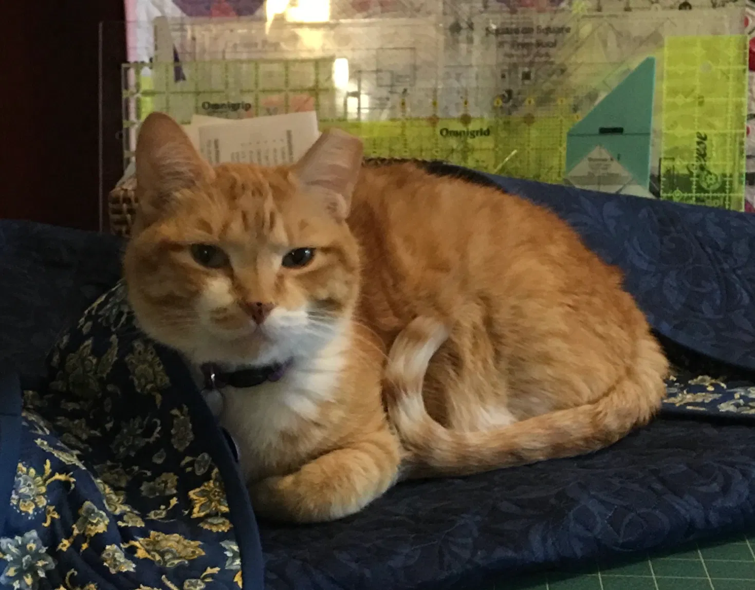 Lost cat in Lakeville, MN, 55044