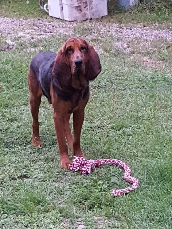 Lost dog in Ponchatoula, LA, 70454