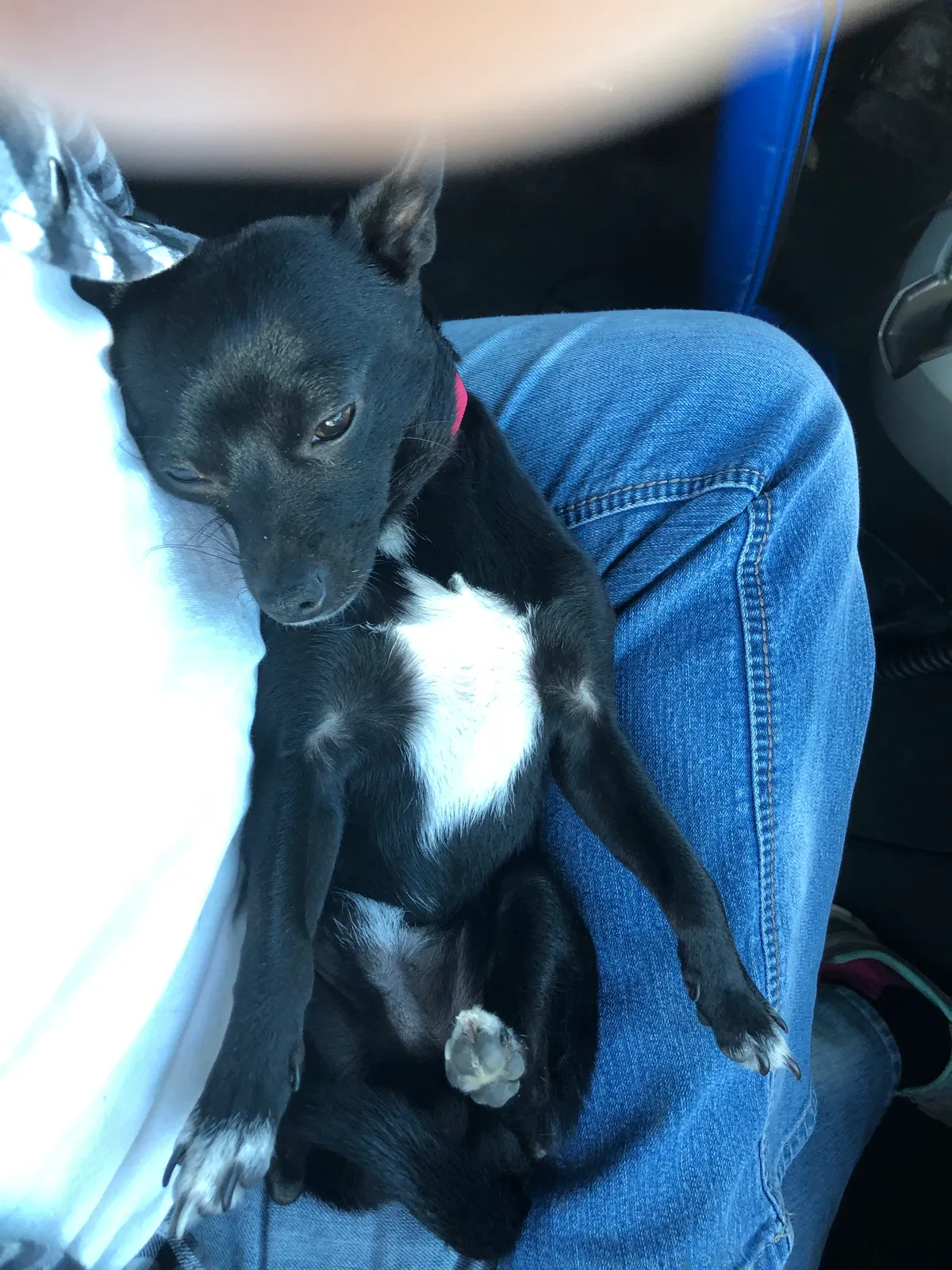 Lost dog in Cheyenne, WY, 82001