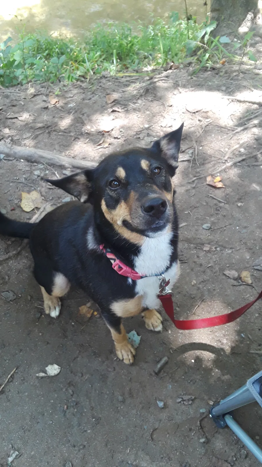 Lost dog in Nottingham, MD, 21236