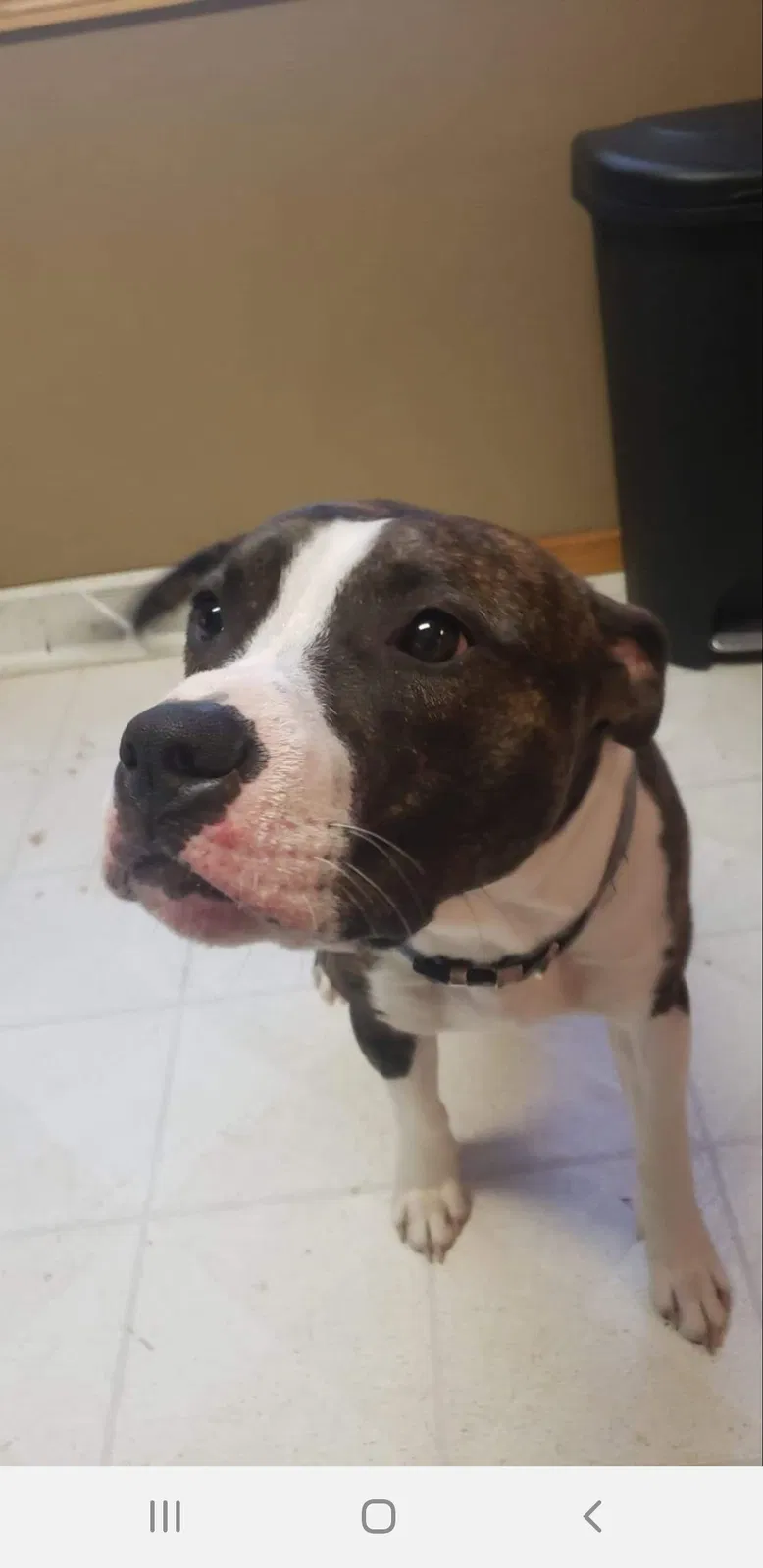Lost dog in Stanchfield, MN, 55080