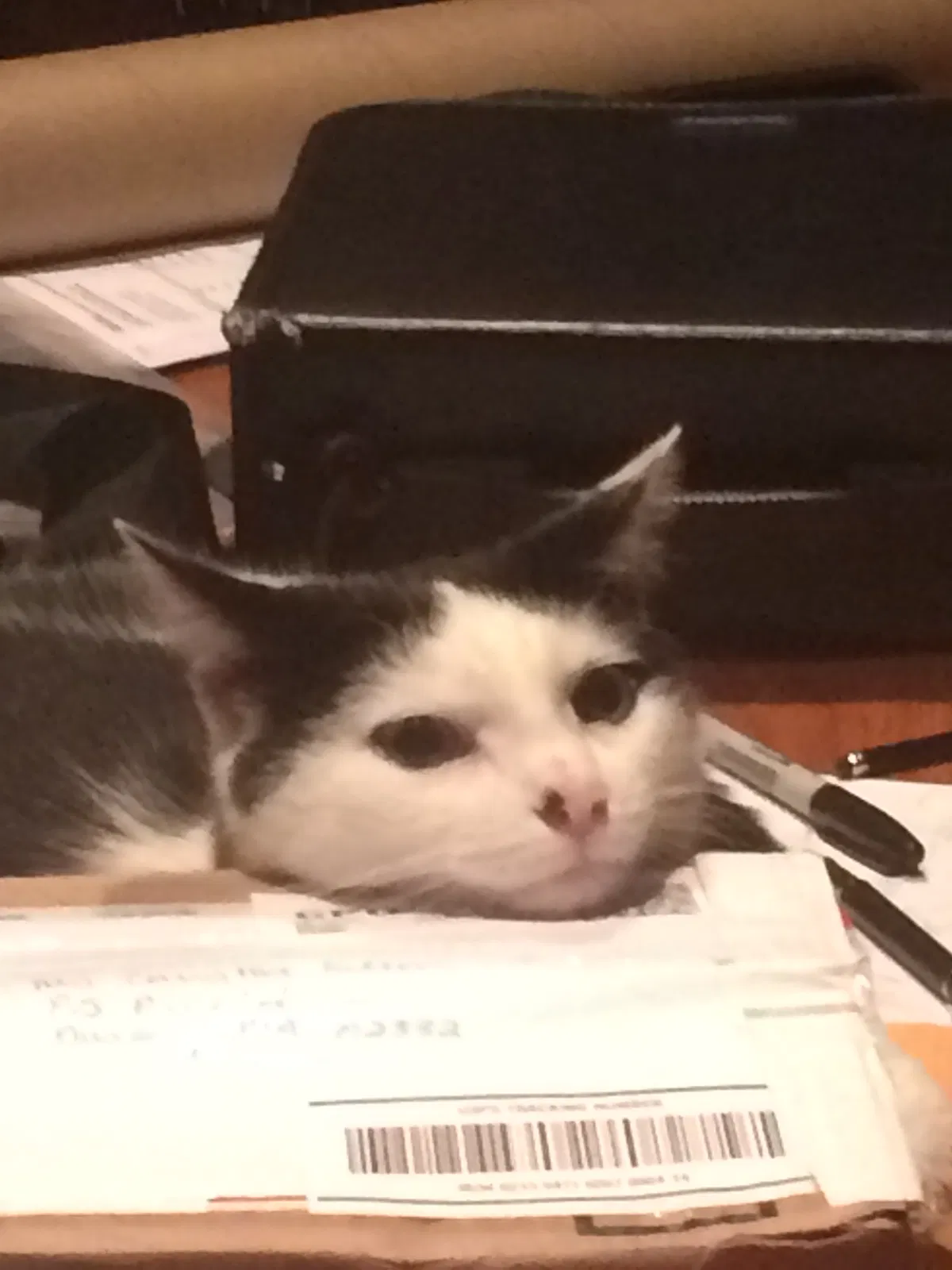 Lost cat in Duxbury, MA, 2332