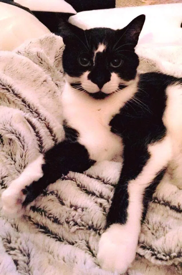 Lost cat in Minneapolis, MN, 55448