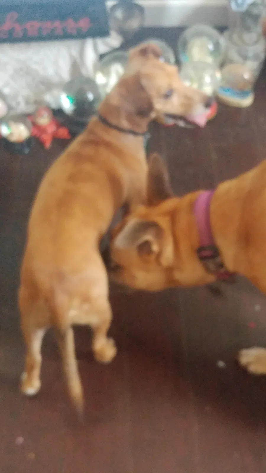 Lost dog in New Orleans, LA, 70119