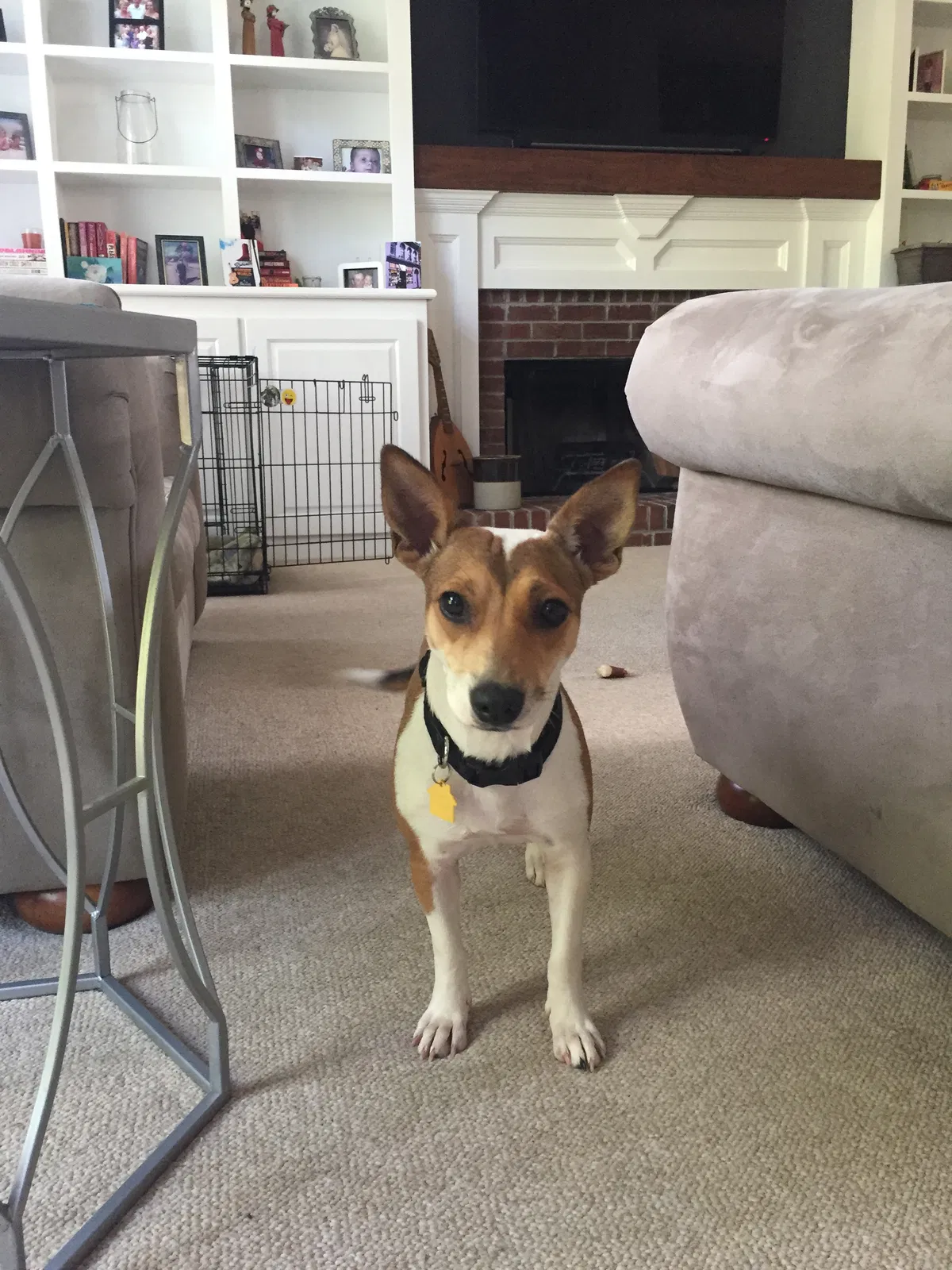 Lost dog in Marietta, GA, 30008