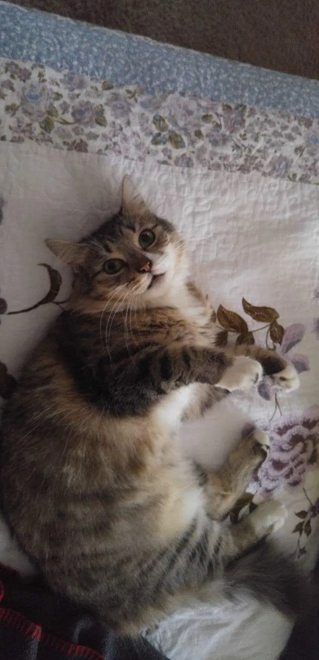 Lost cat in Chesapeake, VA, 23323