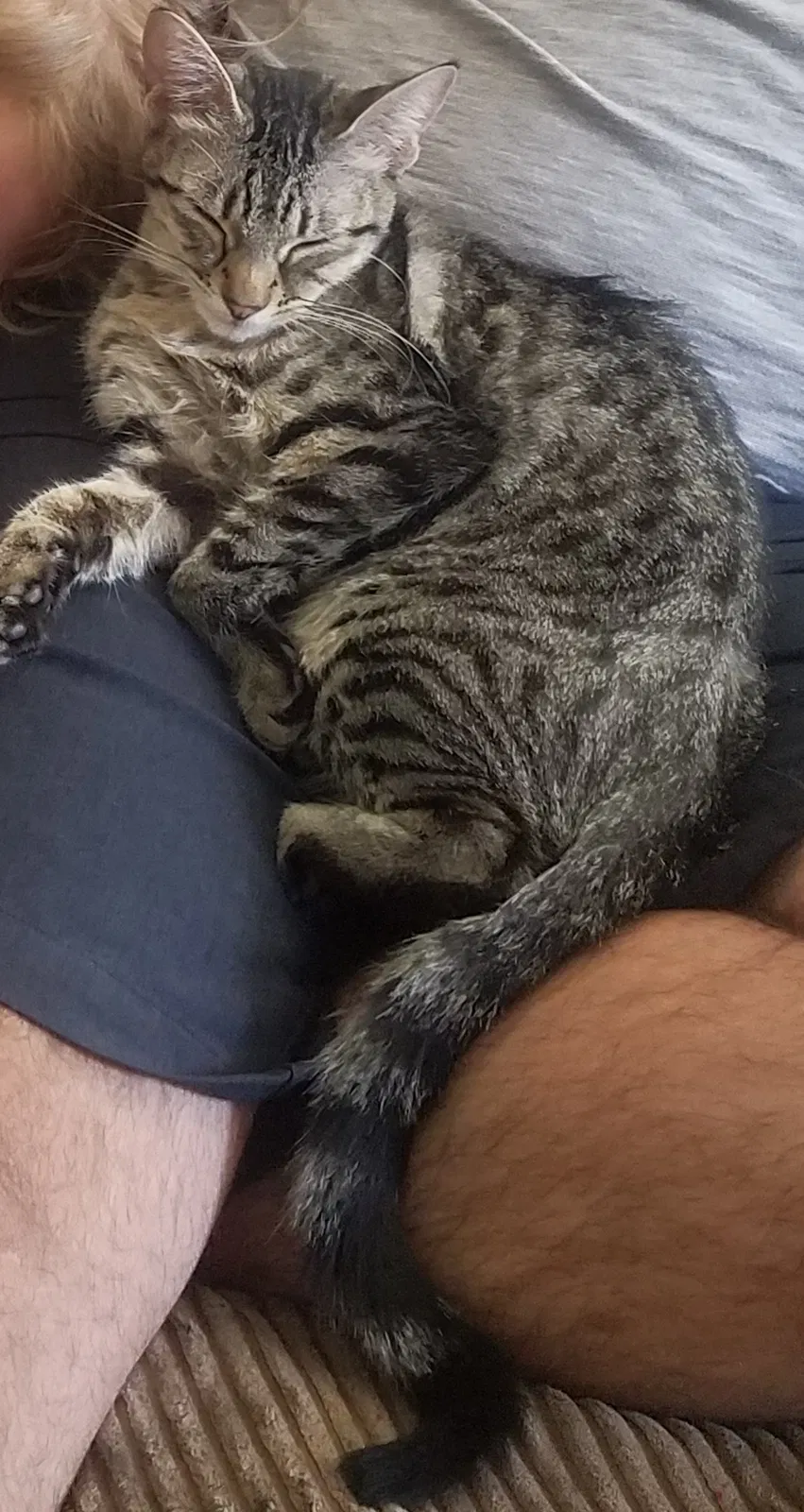 Lost cat in Lakeside, CA, 92040