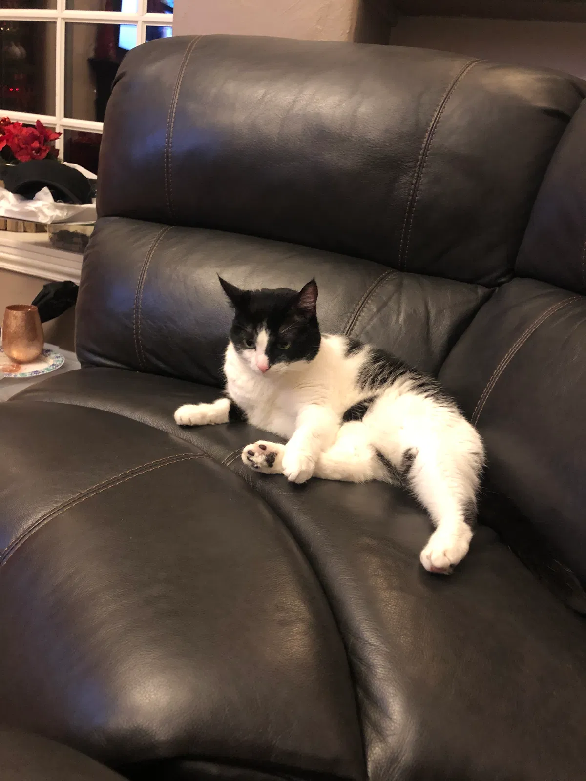Lost cat in San Mateo, CA, 94401