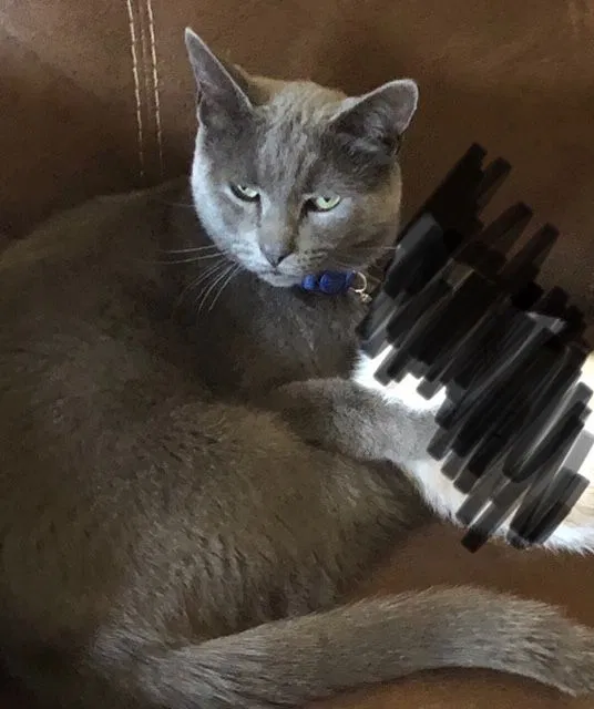 Lost cat in Modesto, CA, 95350