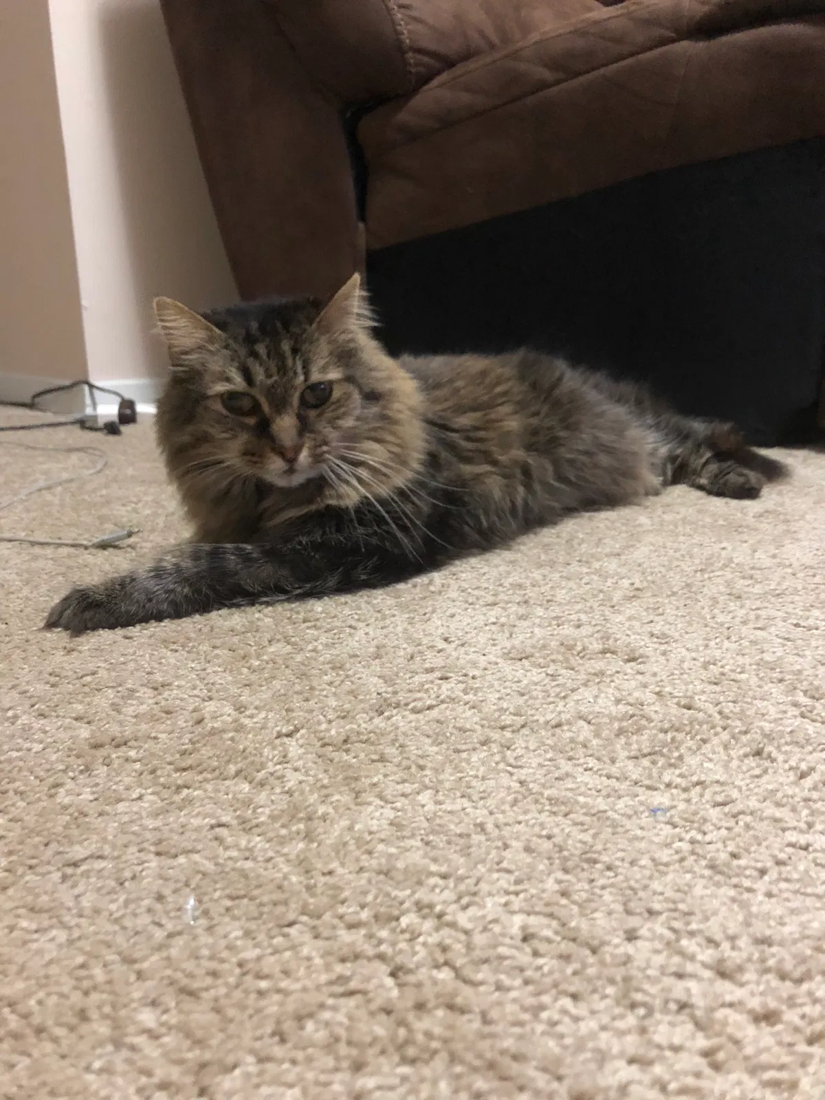 Lost cat in Cordova, TN, 38018