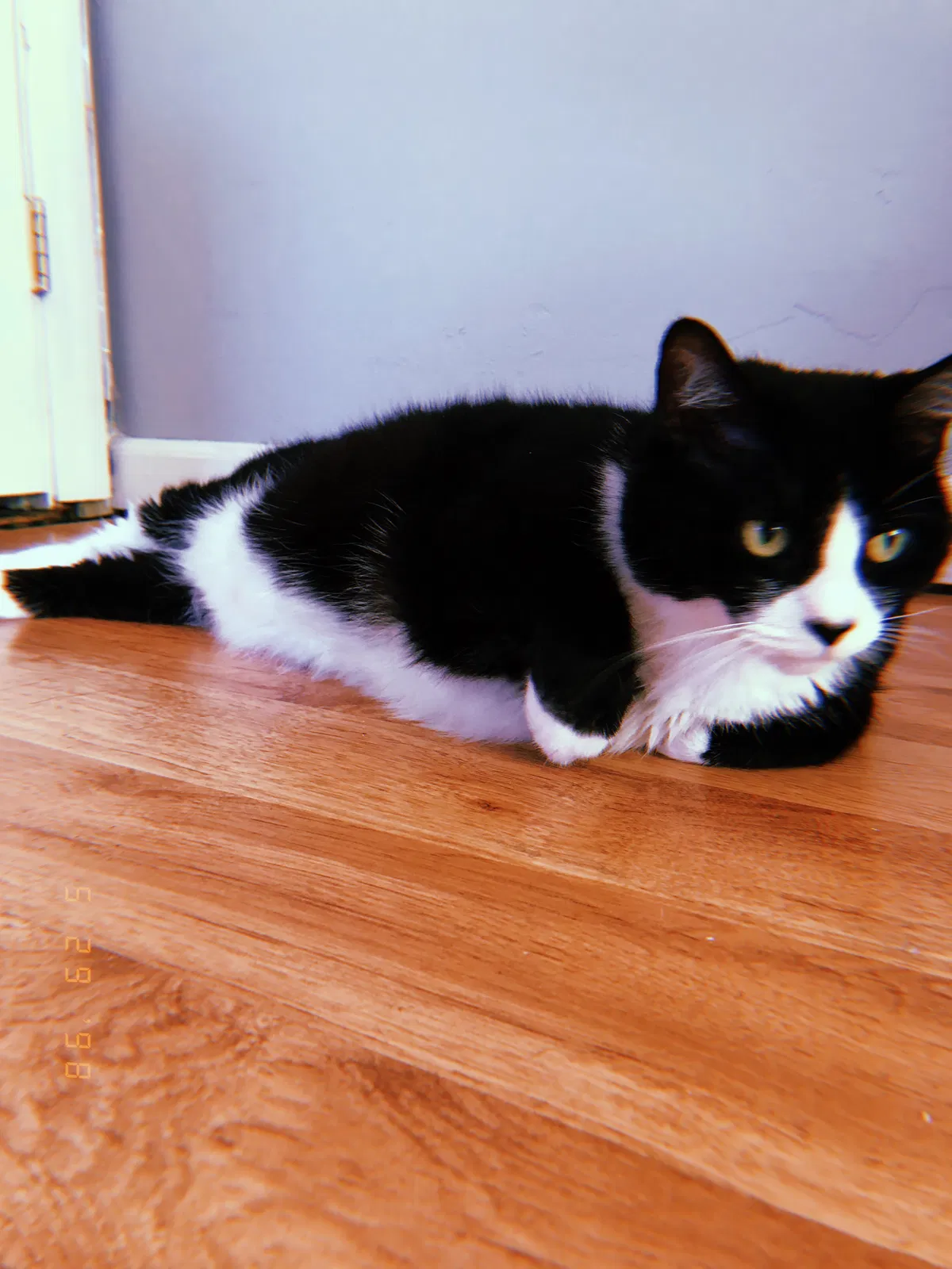 Lost cat in Lake Grove, NY, 11755