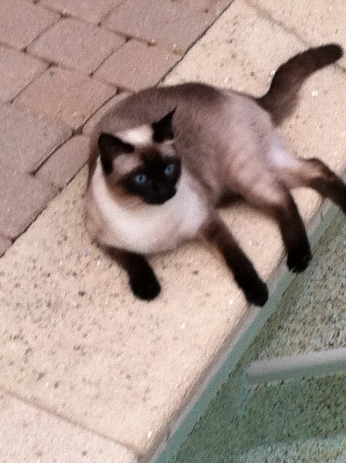 Lost cat in Cincinnati, OH, 45208