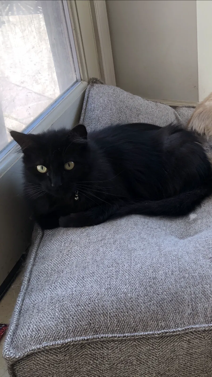 Lost cat in Los Alamitos, CA, 90720