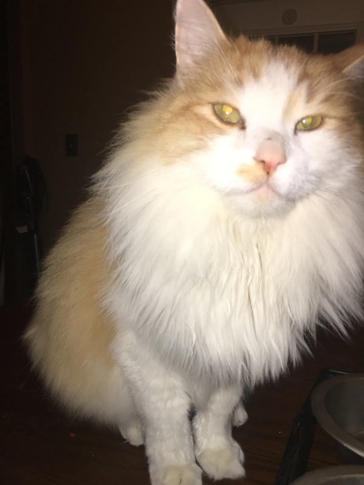 Lost cat in Valrico, FL, 33596