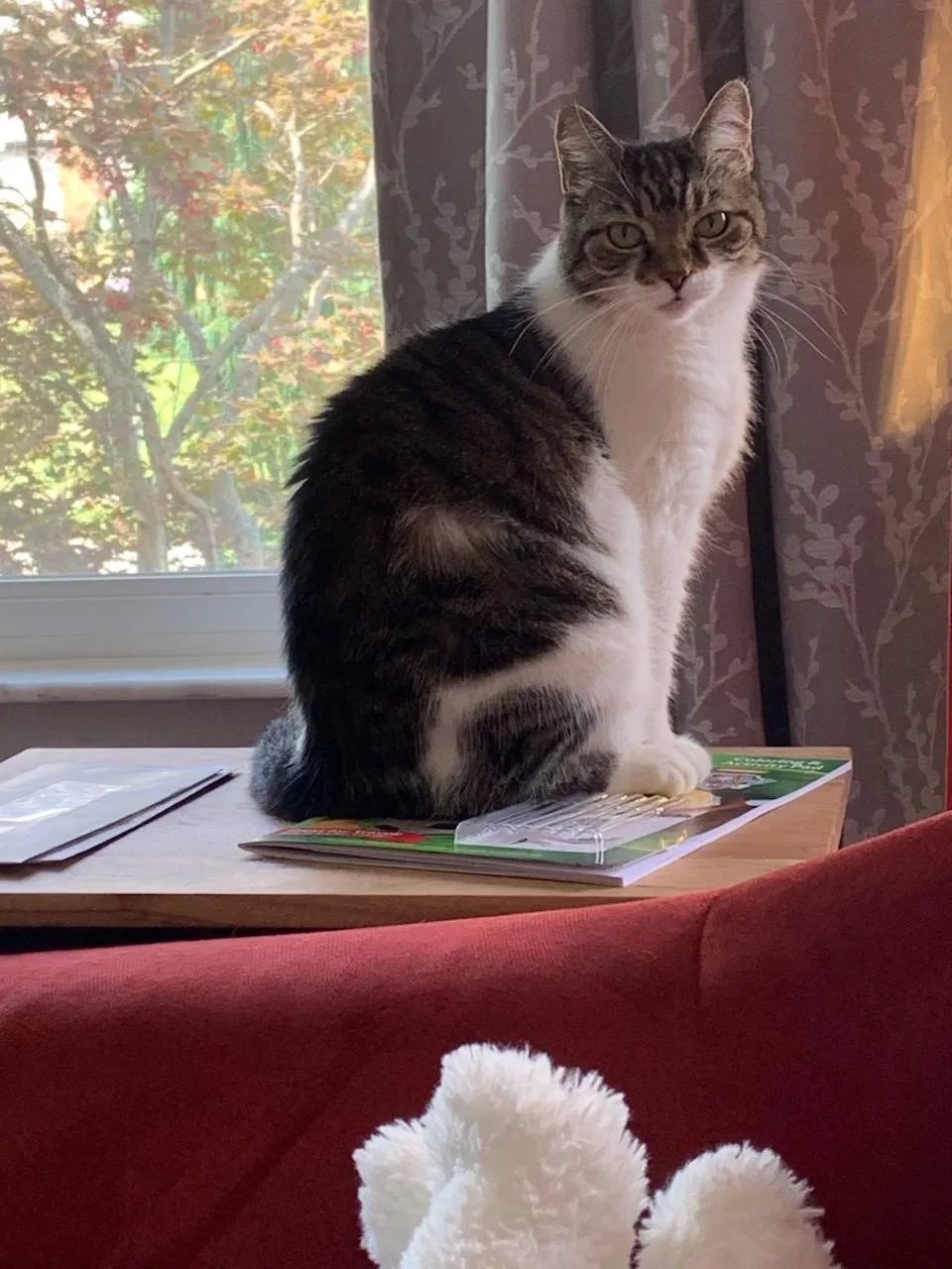 Lost cat in Cincinnati, OH, 45251