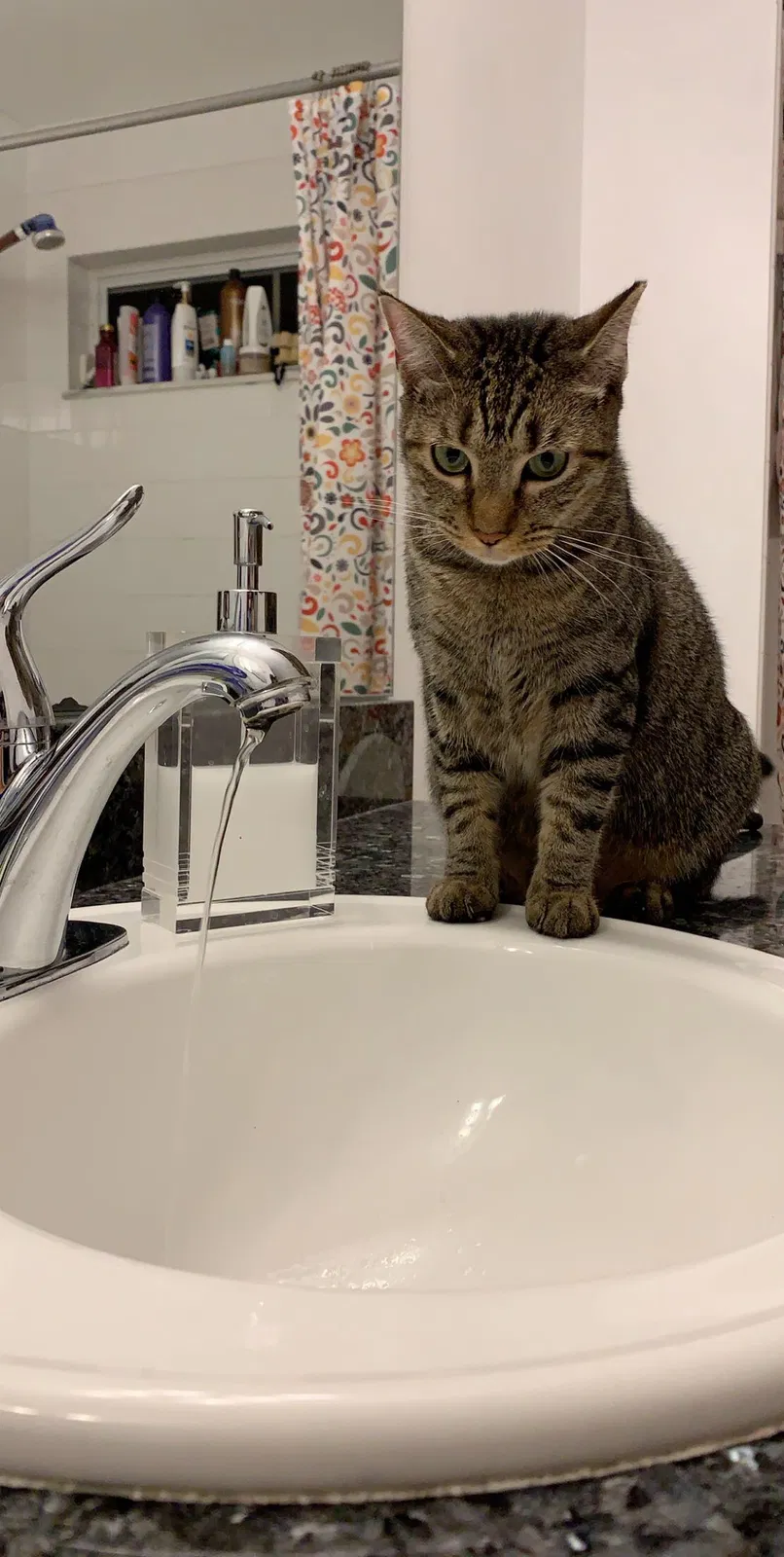 Lost cat in Clearwater, FL, 33761
