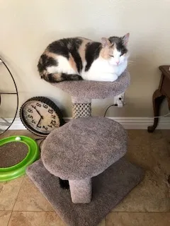 Lost cat in Laguna Niguel, CA, 92677