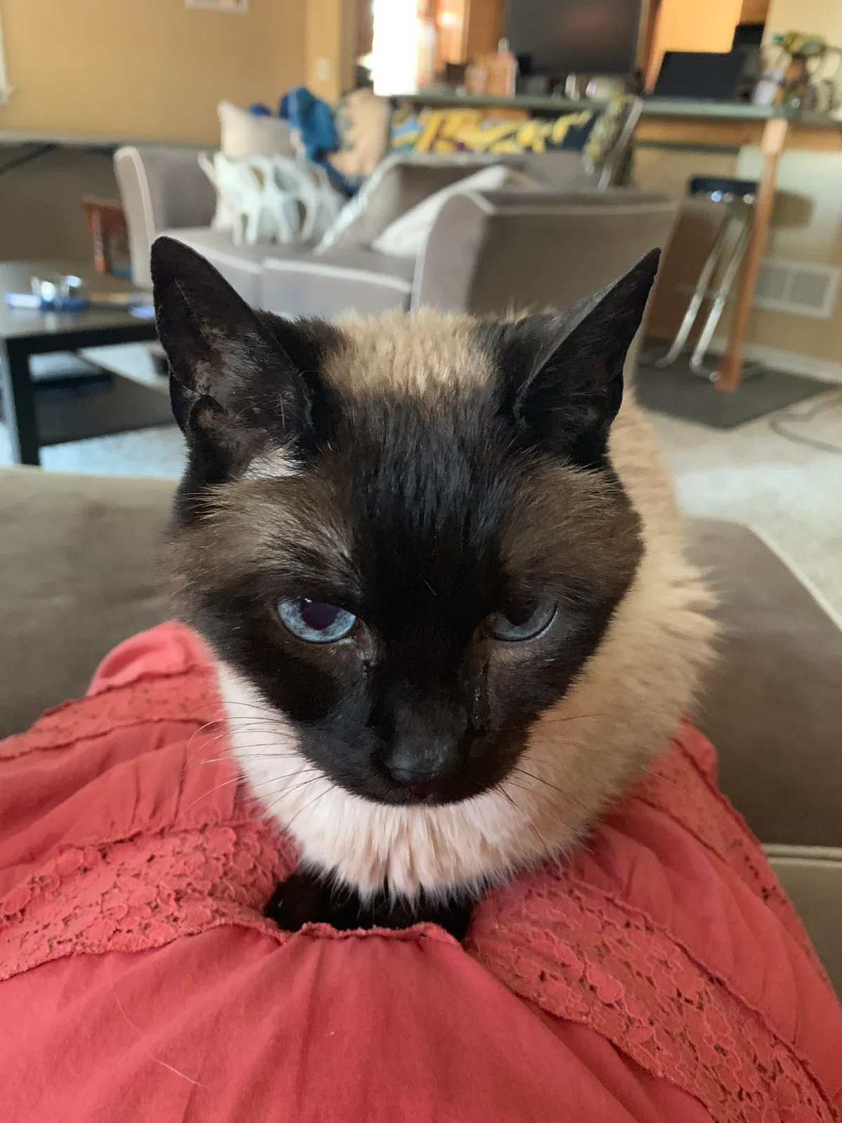 Lost cat in Carnegie, PA, 15106