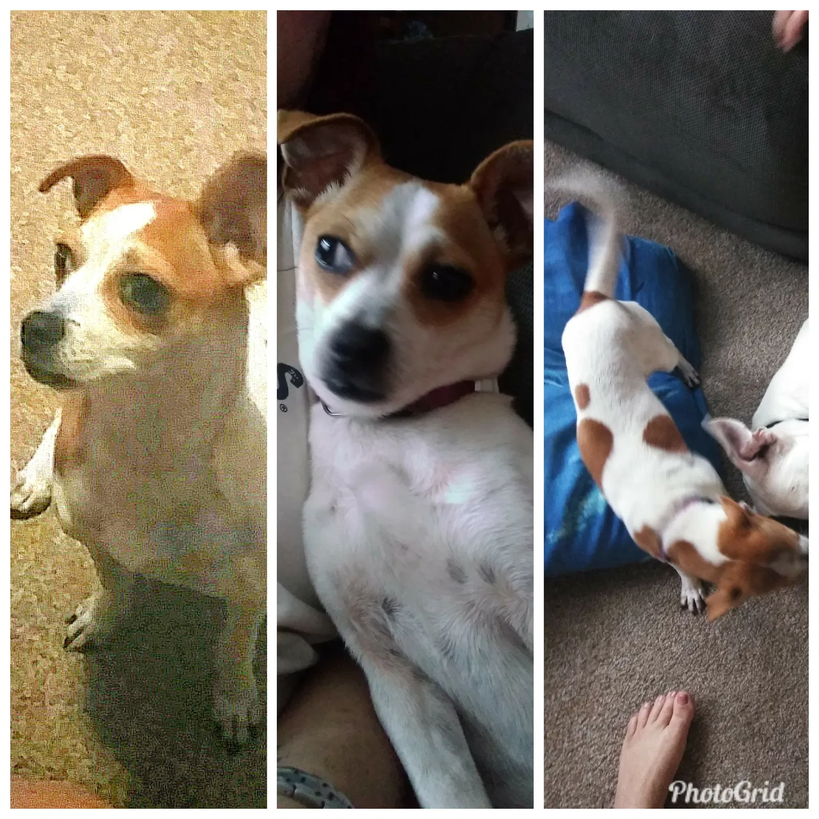 Lost dog in Zephyrhills, FL, 33540