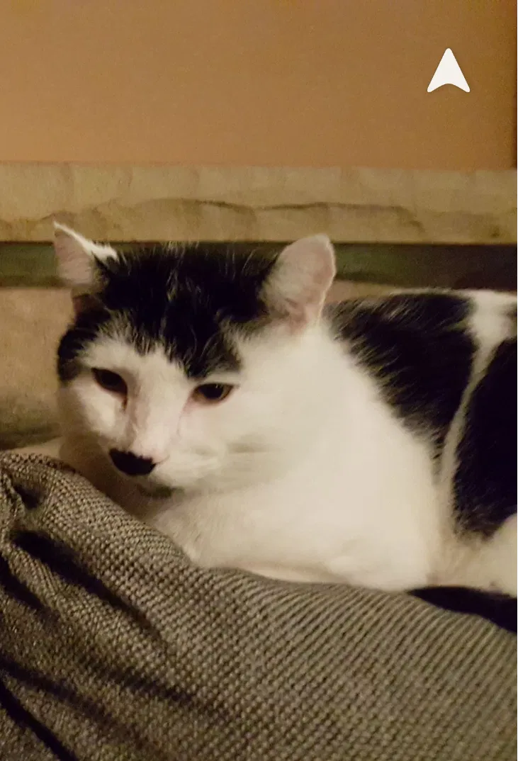 Lost cat in Muskego, WI, 53150