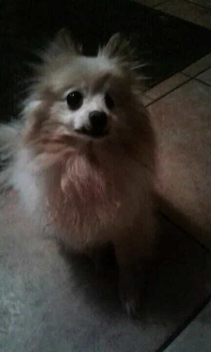 Lost dog in Madill, OK, 73446