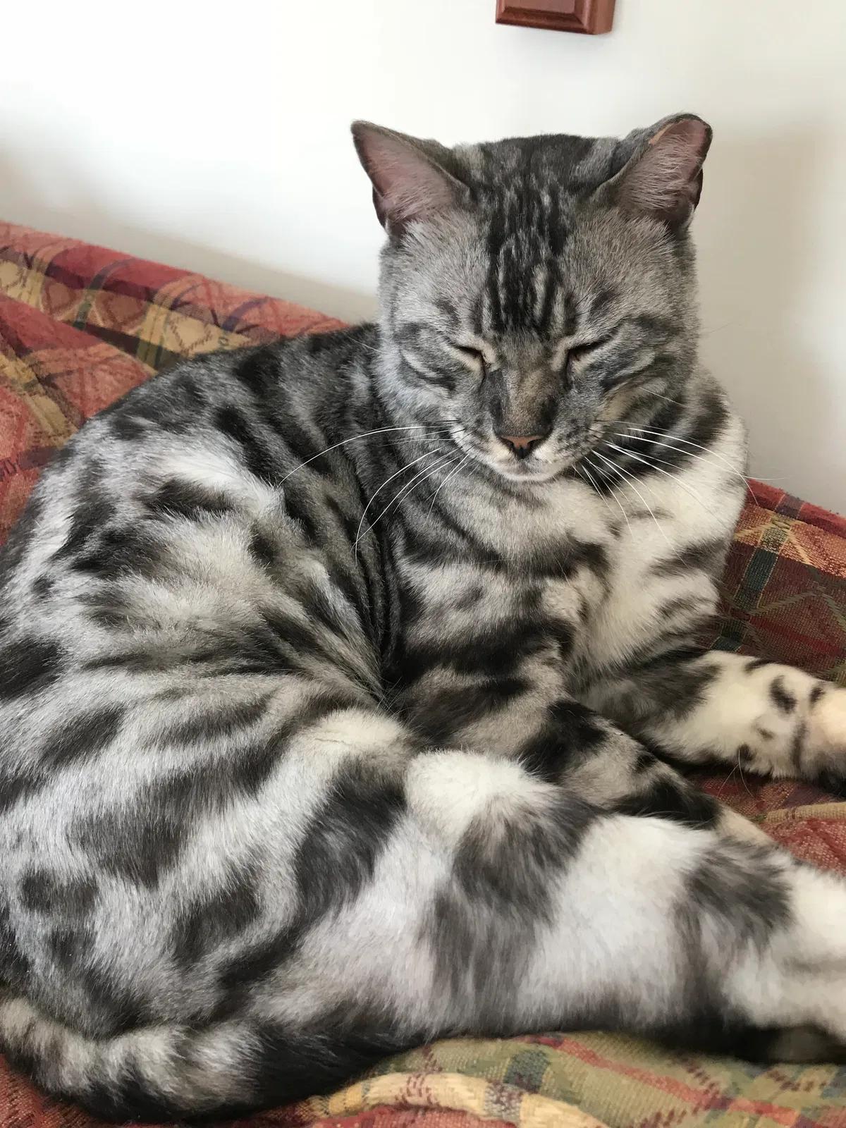 Lost cat in Grand Island, NY, 14072
