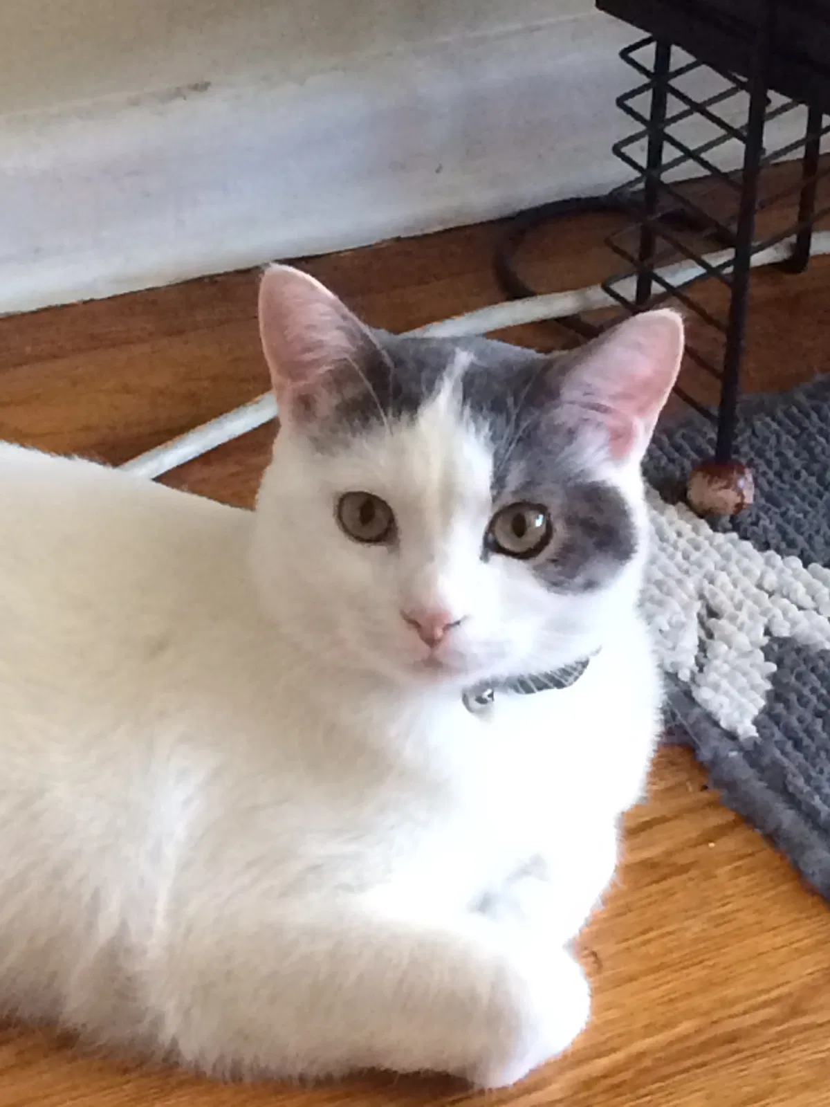 Lost cat in Liverpool, NY, 13090