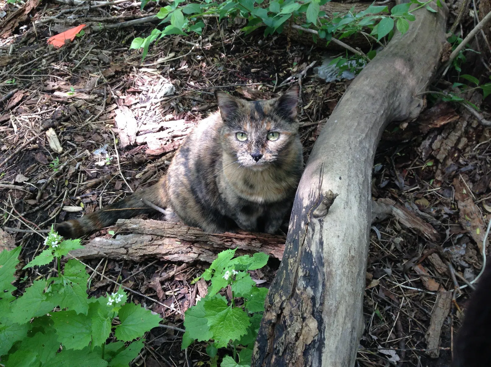 Lost cat in Algonquin, IL, 60102