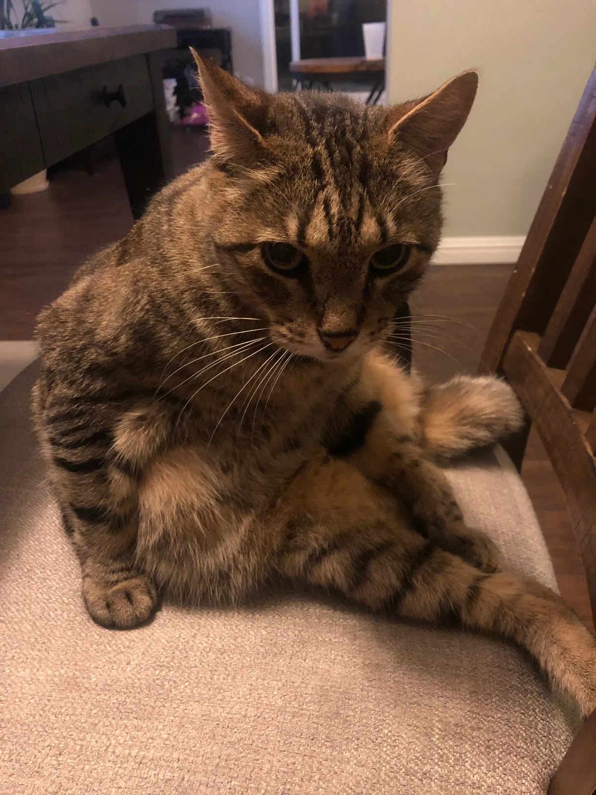 Lost cat in Lake Forest, CA, 92630