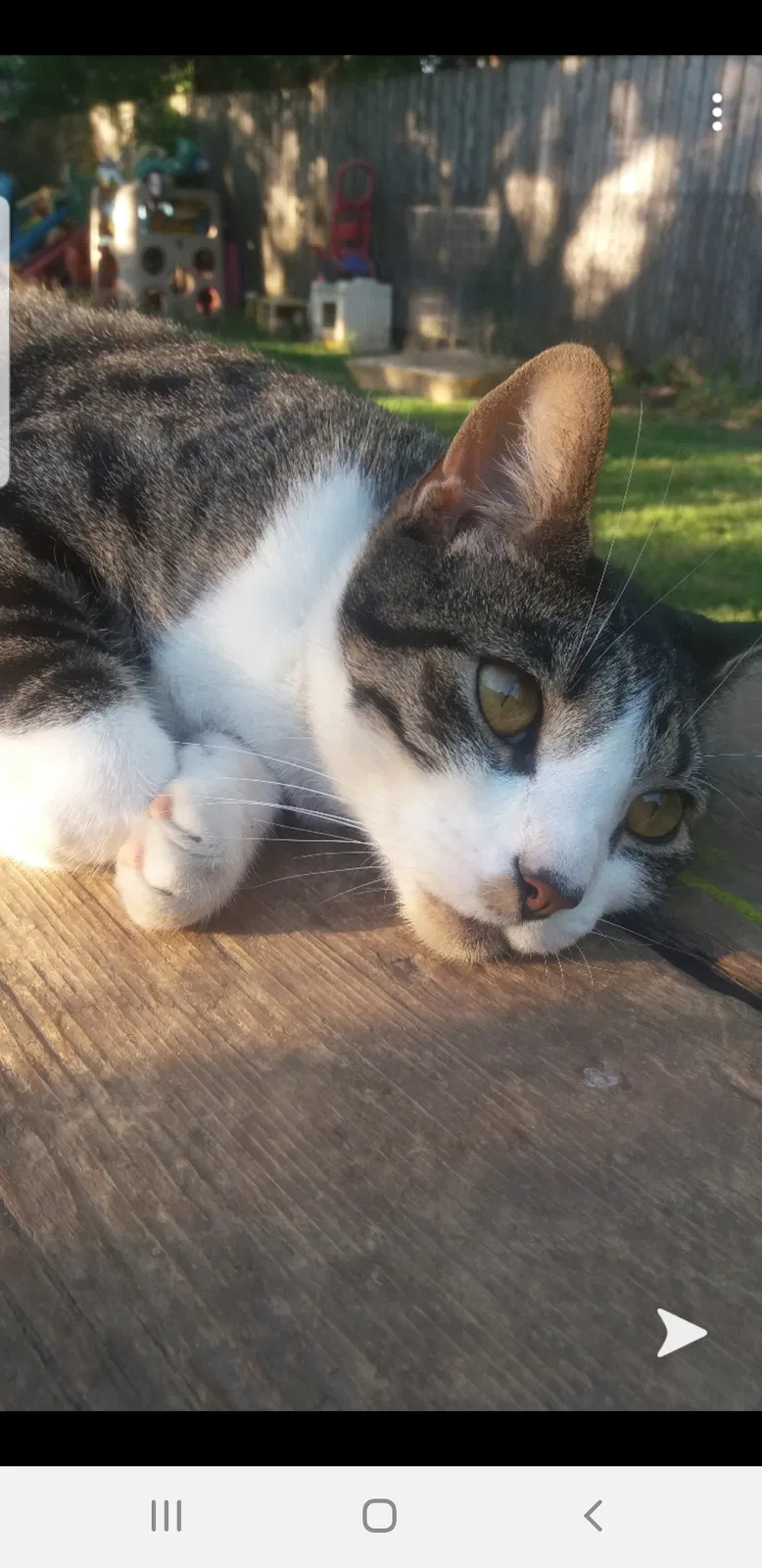 Lost cat in Harvard, IL, 60033