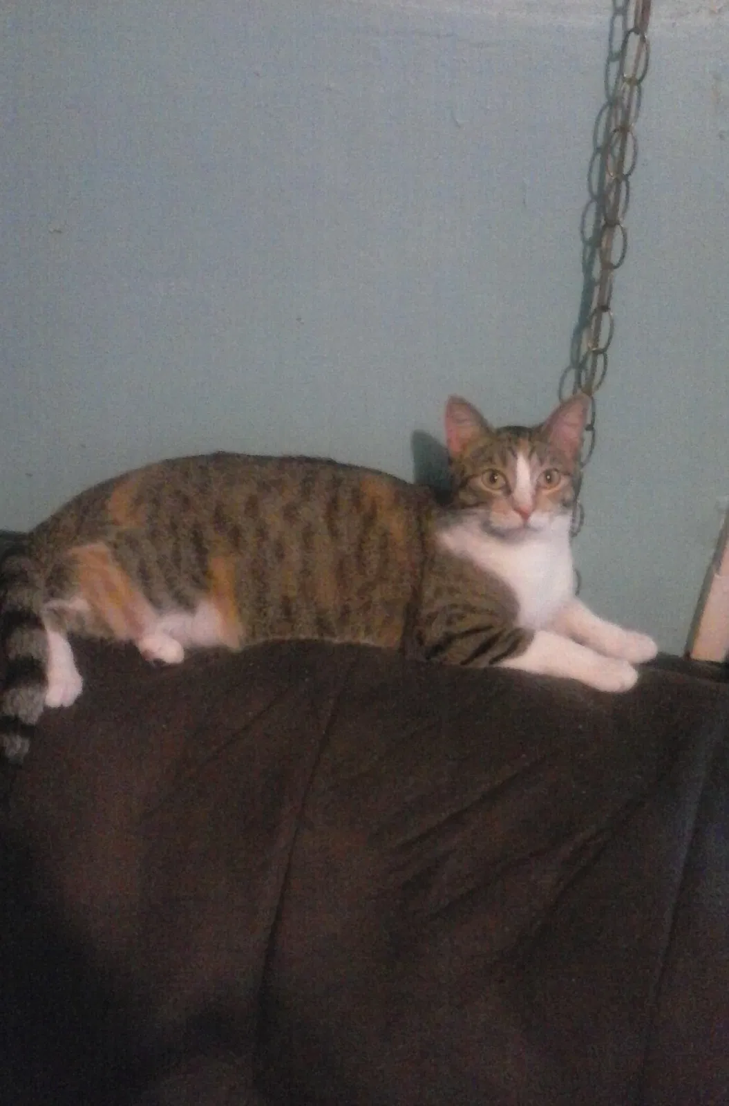 Lost cat in Des Moines, IA, 50317