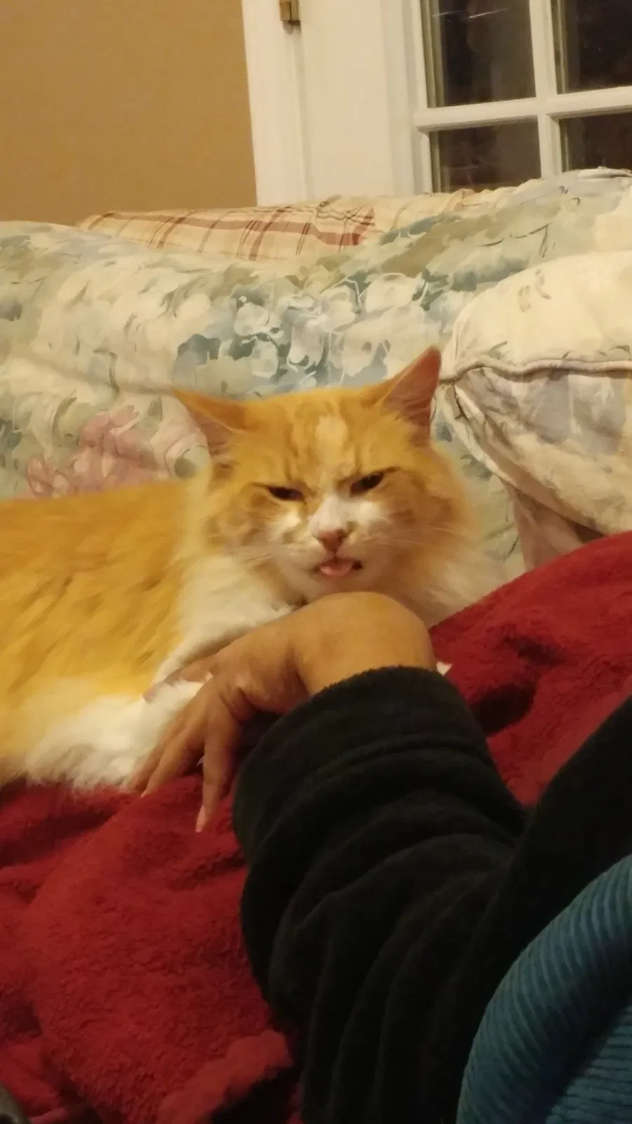 Lost cat in Benton, AR, 72019