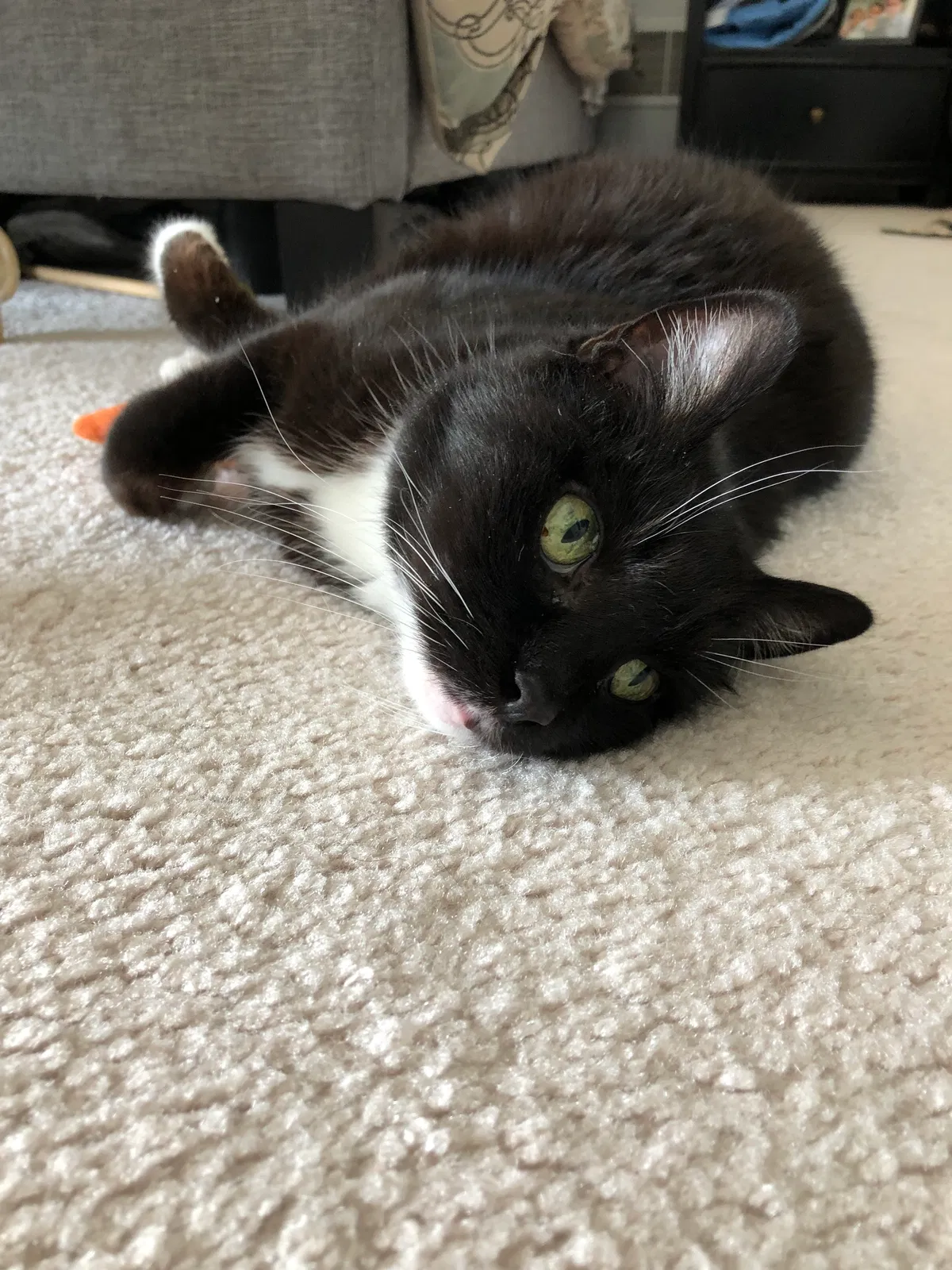 Lost cat in Hellertown, PA, 18055