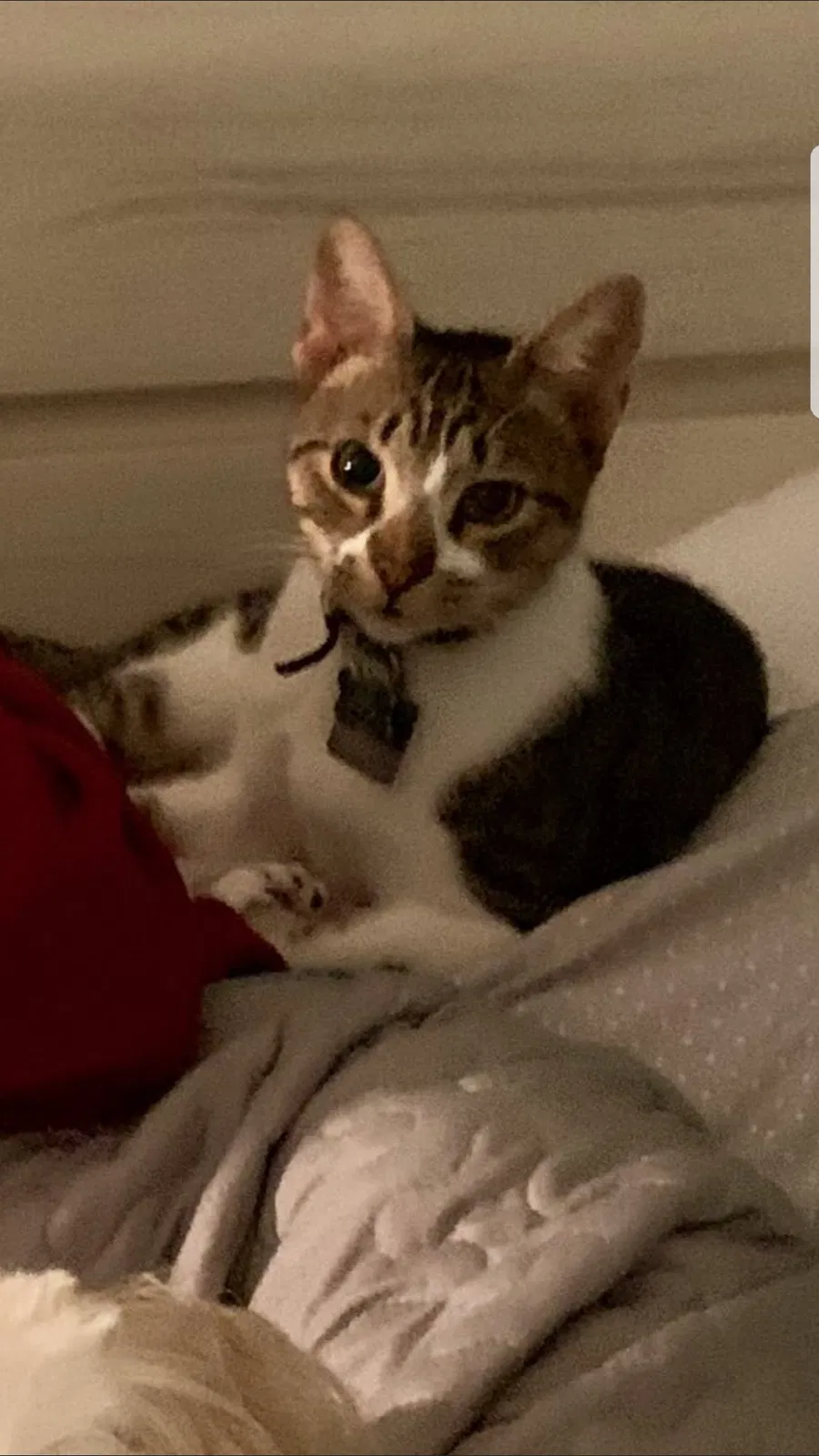Lost cat in Biloxi, MS, 39530