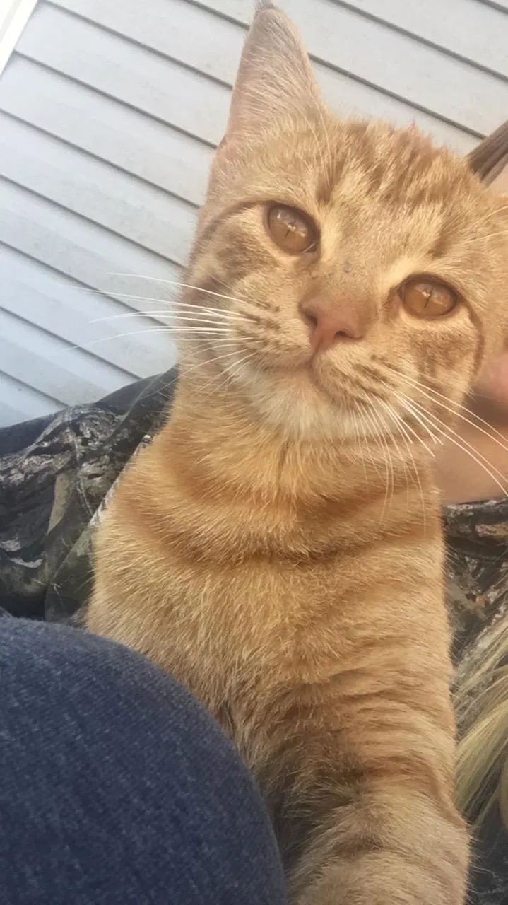 Lost cat in Cabot, AR, 72023