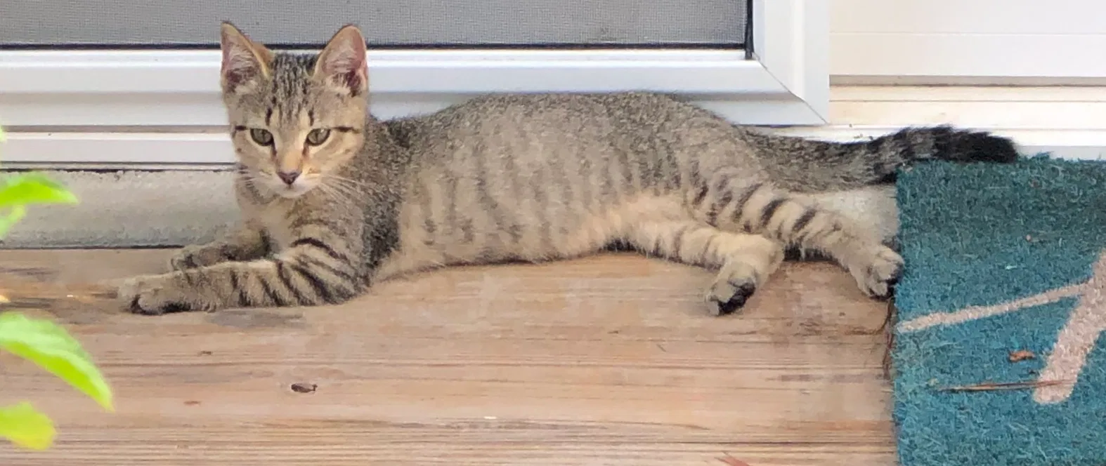 Lost cat in Rock Hill, SC, 29732