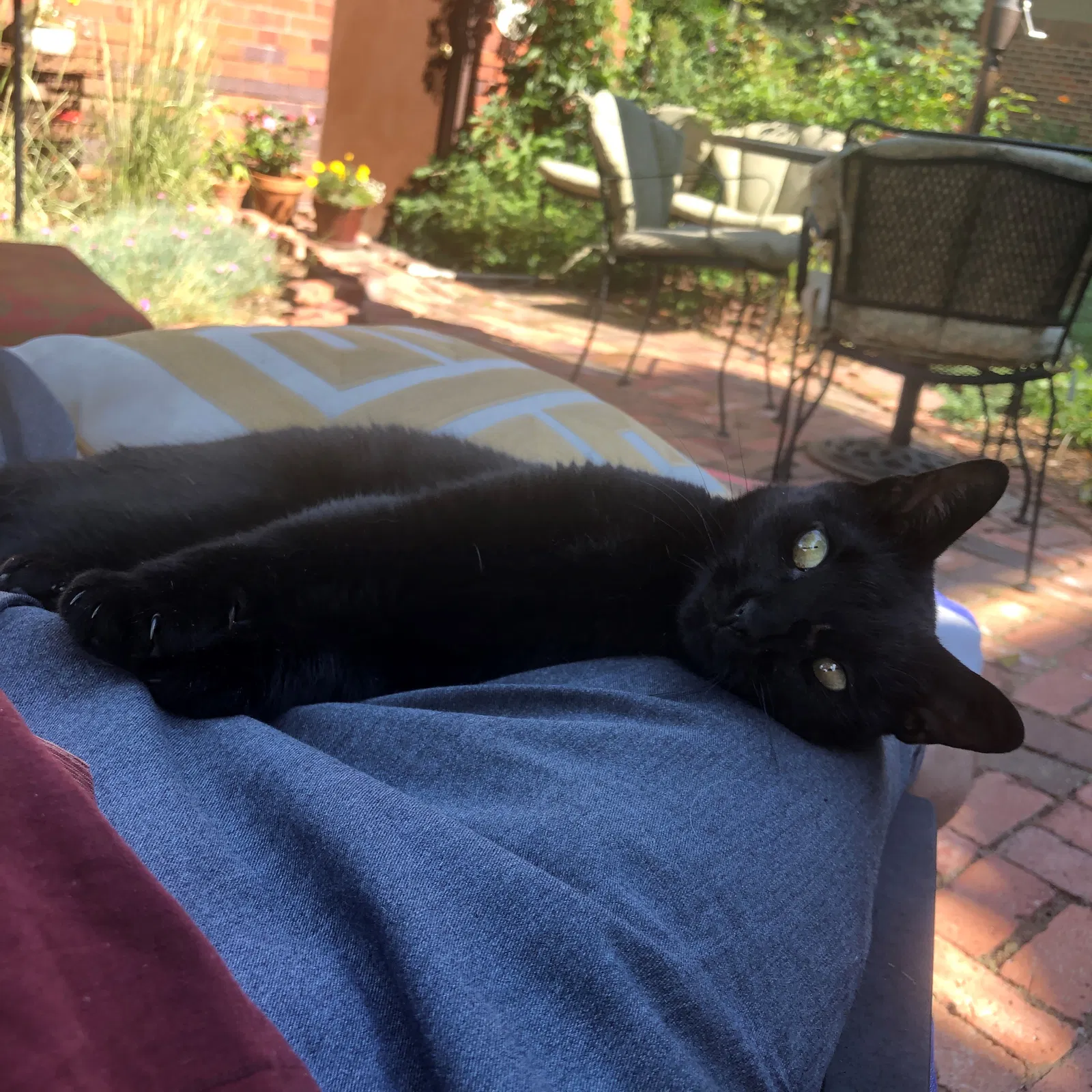 Lost cat in Denver, CO, 80220