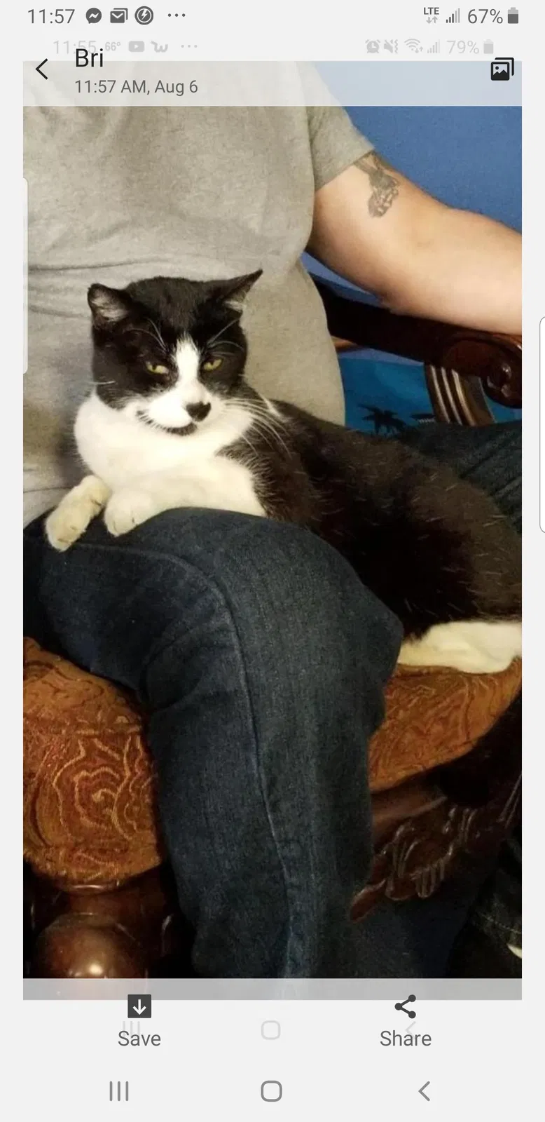Lost cat in Santa Maria, CA, 93455