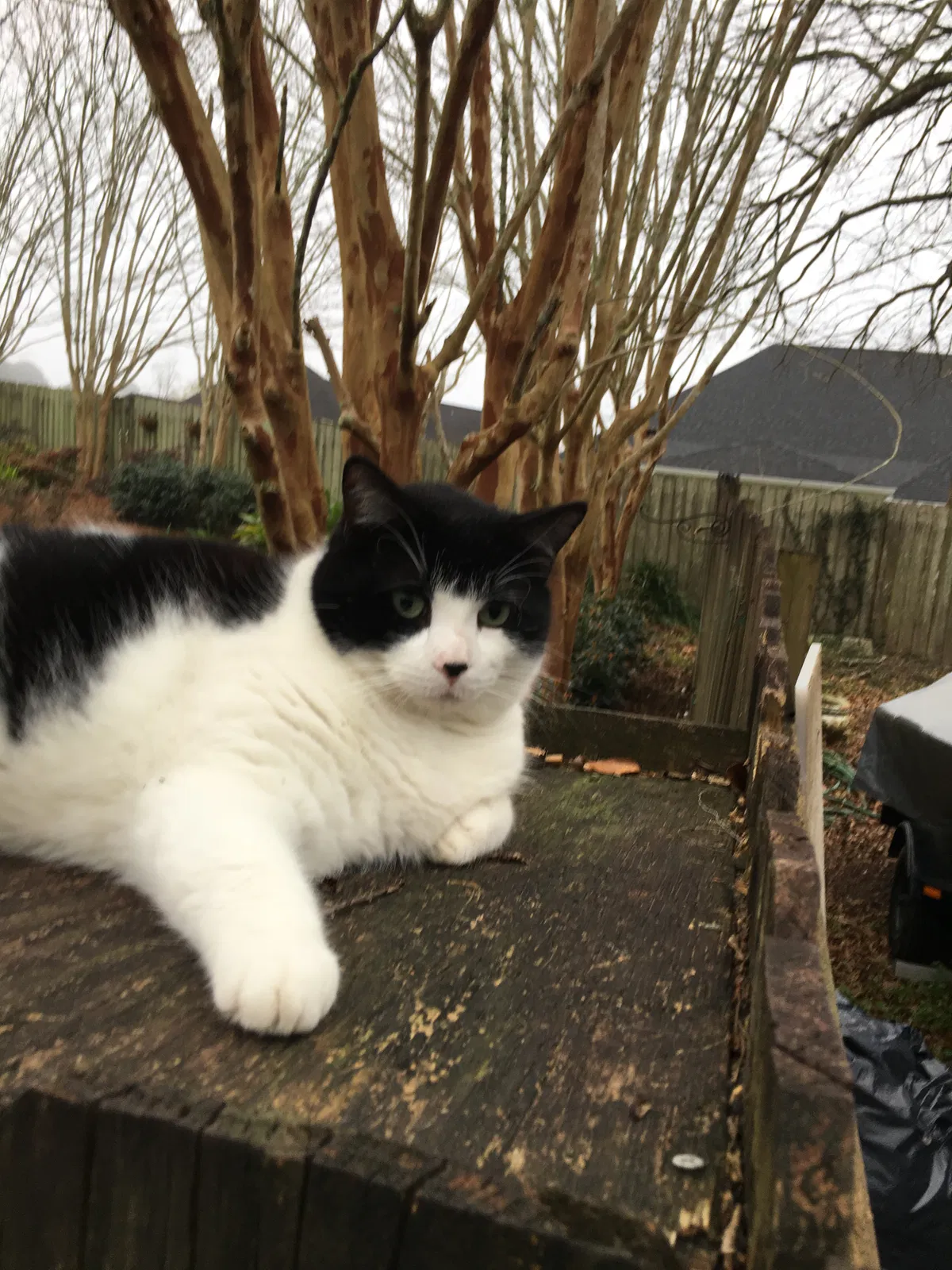 Lost cat in Mobile, AL, 36695