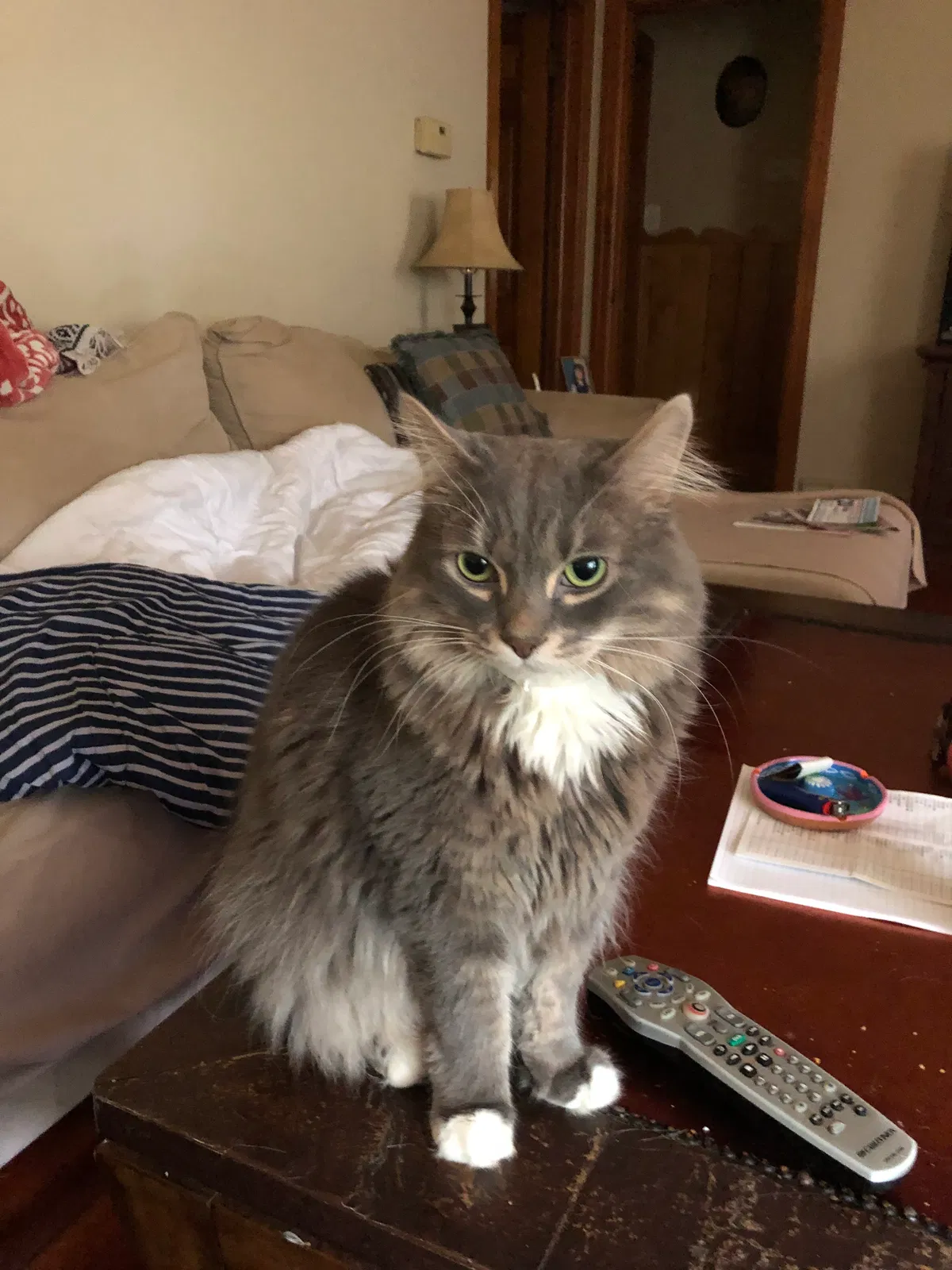 Lost cat in Wanaque, NJ, 7465