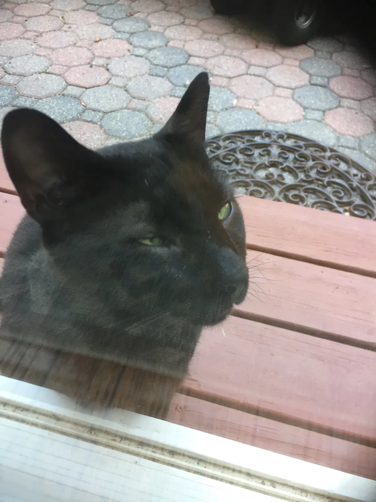 Found cat in Thornton, PA, 19373