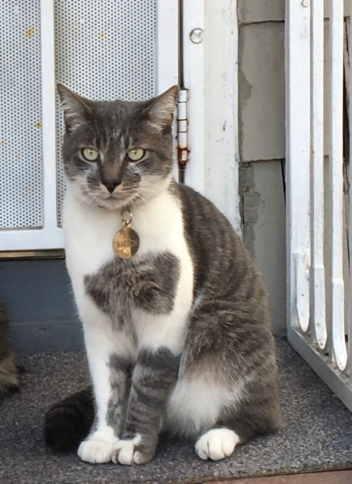 Lost cat in Oakland, CA, 94609