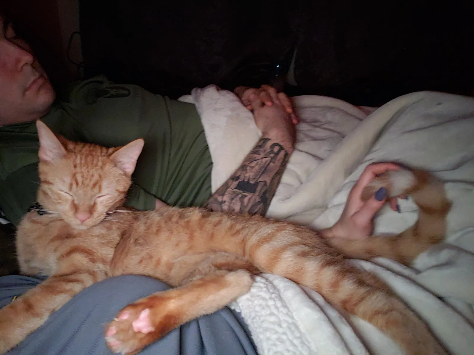 Lost cat in Des Moines, IA, 50310
