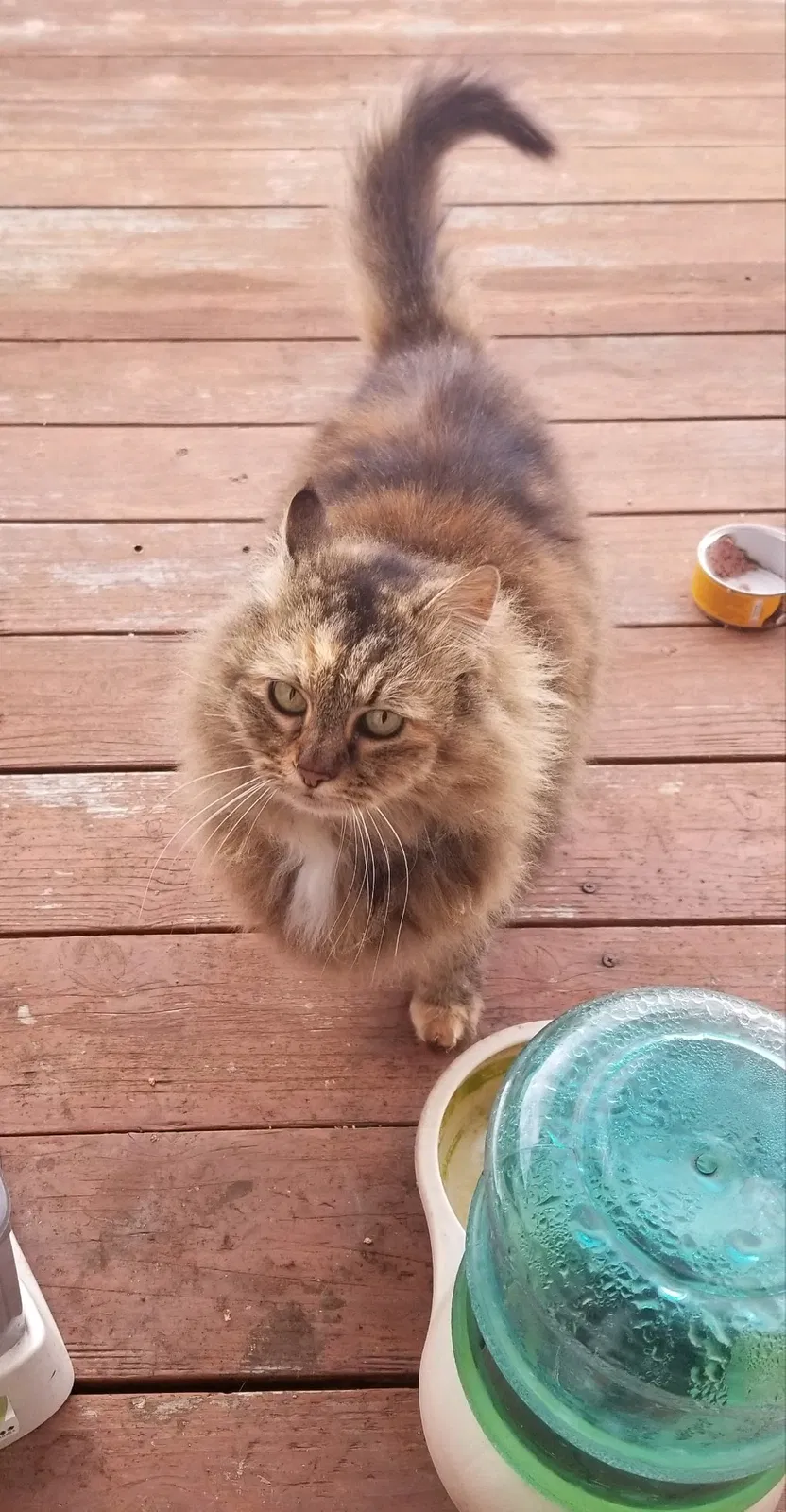 Lost cat in Solvang, CA, 93463