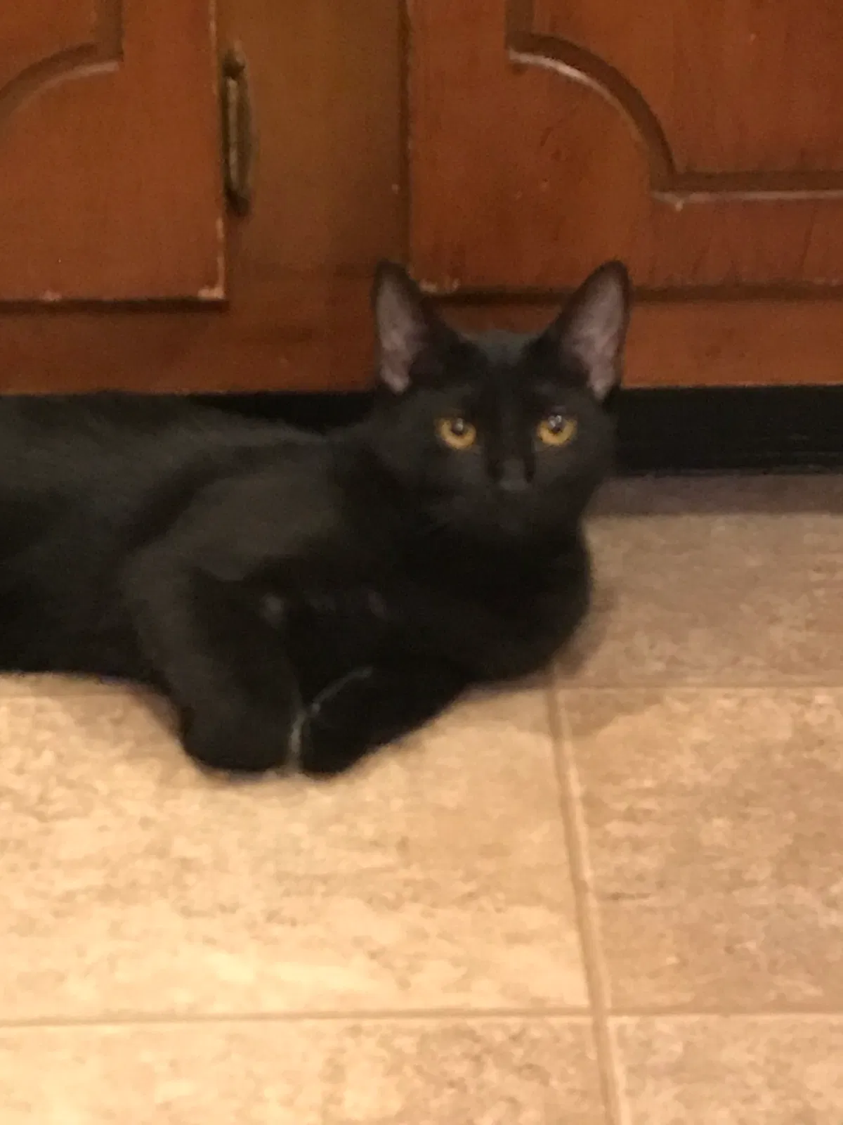 Lost cat in Palmyra, PA, 17078