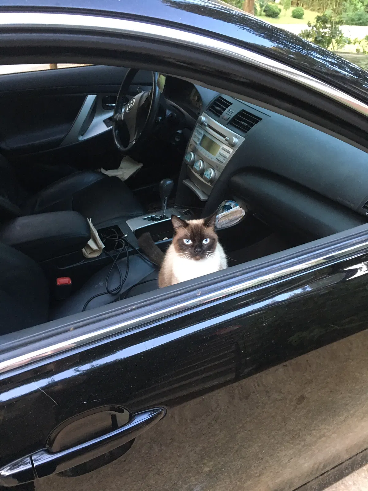 Lost cat in Villa Rica, GA, 30180