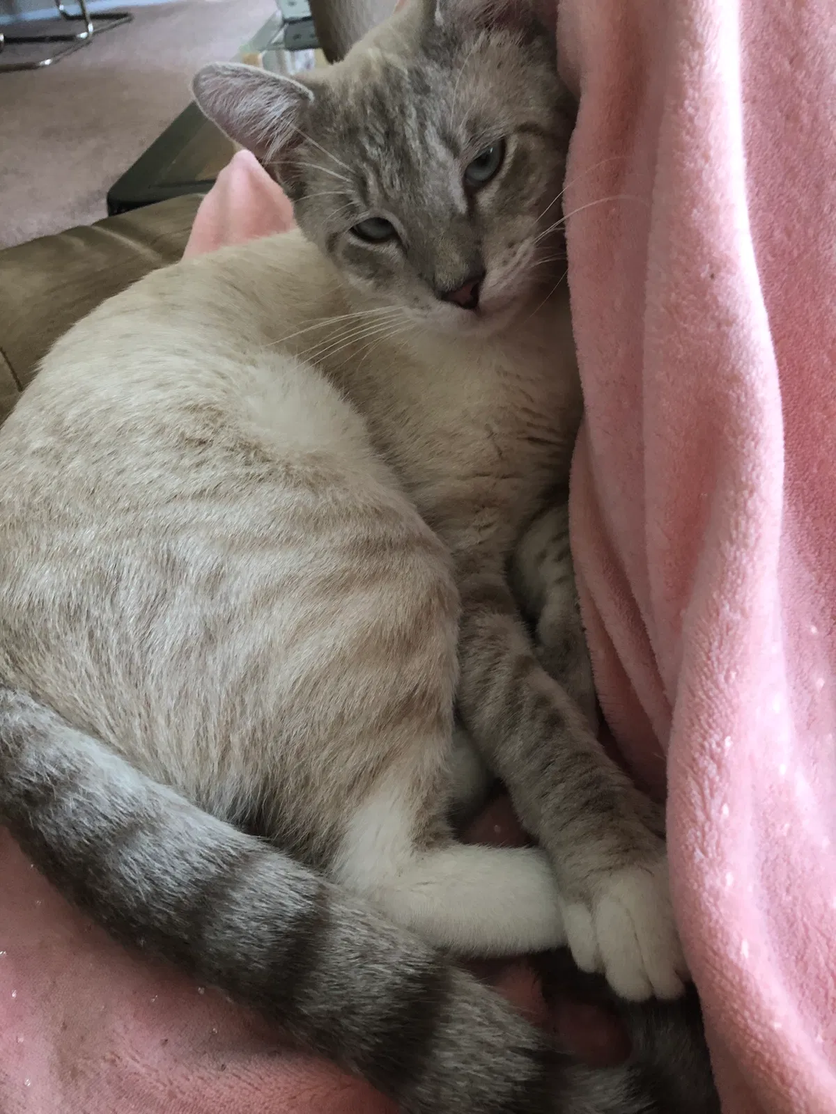 Lost cat in Palm Bay, FL, 32907
