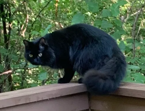 Lost cat in Des Moines, IA, 50310