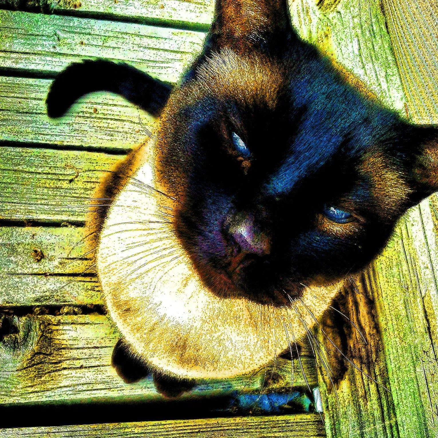 Lost cat in Lynnwood, WA, 98036