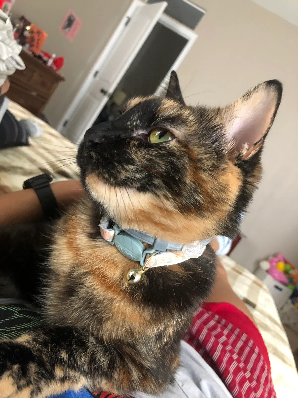 Lost cat in Clarksville, TN, 37040